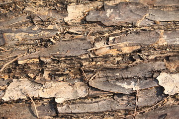 Wood