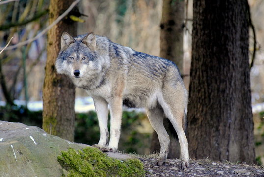 Wolf