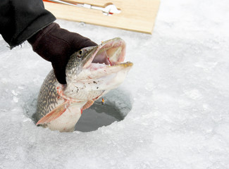 Fototapeta premium Northern Pike through the ice
