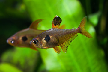 Aquarium fish. Rosy Tetra. Nature tank.
