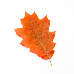 Orange Oak Leaf Isolated on White