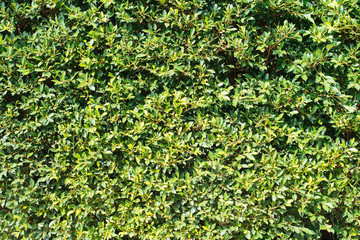 Nature green background.