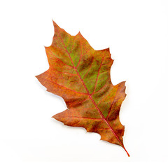 Brown and Green Oak Leaf Isolated on White