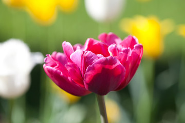 Fresh colorful tulips in warm sunlight. Stock photo.