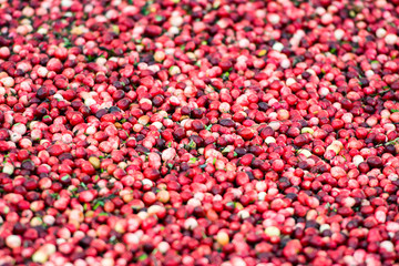 Fresh Cranberries