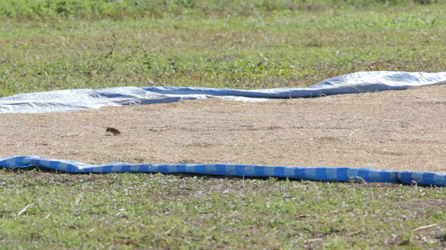 sparrow eating rice on the ground