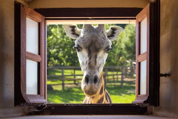 Crédence de cuisine en verre imprimé Girafe Fermez la girafe à la fenêtre