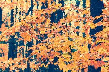 Fall Leaves - Vintage