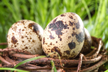 Naklejka na ściany i meble Quail eggs in the nest closeup