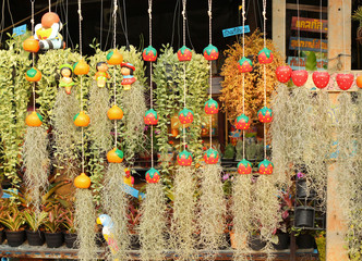 Spanish moss in the garden