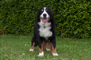 Berner Sennenhund