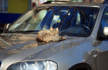 cute cat on car