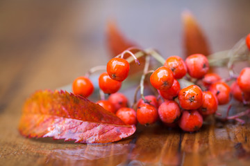 Wet fruit and leaves of a mountain ash (rowan) on a wooden table. Blur. Very soft focus!