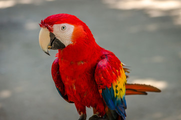 Macaw