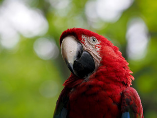 Macaw