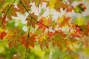 Naklejka na ściany i meble Maple leaves. Autumn. vintage paper background