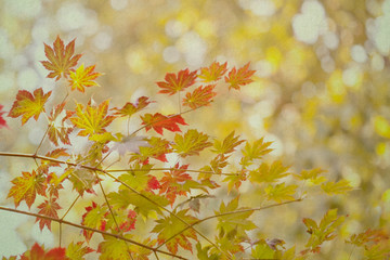 Obraz premium Maple leaves. Autumn. vintage paper background. (soft focus). retro effect