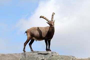Alpine Ibex