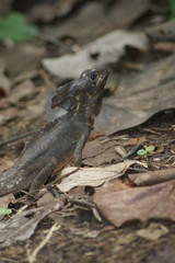 lézard