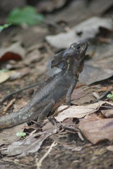 lézard