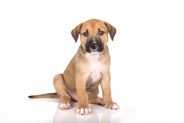 Pitbull puppy sitting on white background