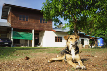 House protecting dog