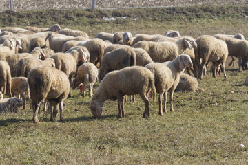flock of sheep