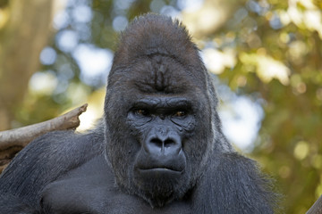 Fototapeta premium Silverback gorilla