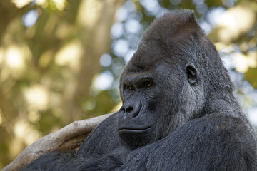 Silverback gorilla © Edwin Butter