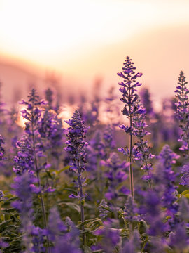 Fototapeta Violet lavender field background on sunset.