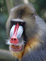 Mandrill