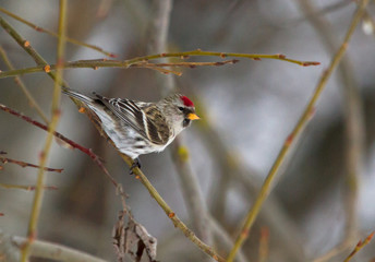 Common Redpoll on the branch