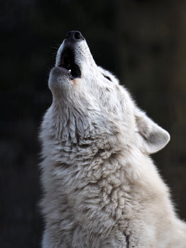 Howling White Wolf