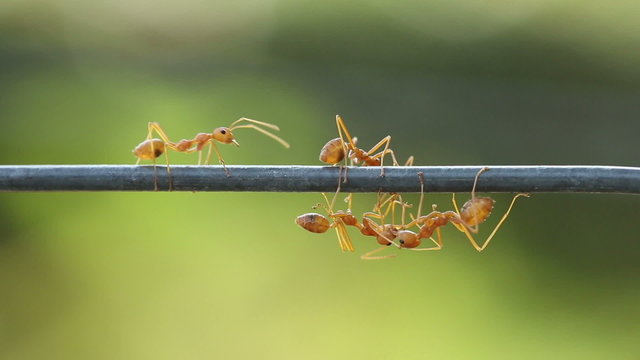 Red weaver ant working. Green garden background.