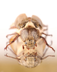 dor-beetle