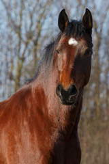 Portrait im Winter