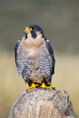 Peregrine falcon sitting on a rock