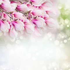 Abwaschbare Fototapete Magnolie rosa Magnolienbaumblüten