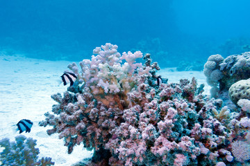 coral reef with exotic fishes white-tailed damselfish