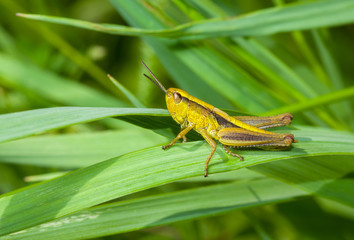 Lonely little grasshopper in a green jungle
