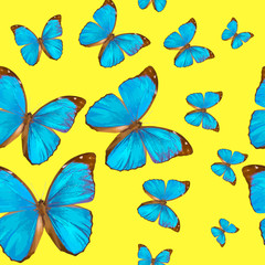 Obraz na płótnie Canvas blue butterfly on yellow background pattern