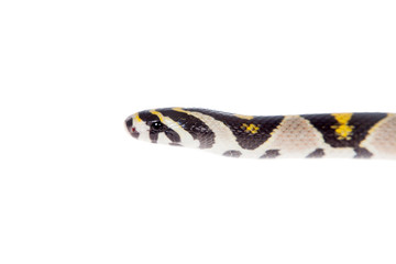 Obraz premium Mandarin Rat Snake isolated on white background.