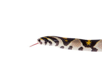 Mandarin Rat Snake isolated on white background.