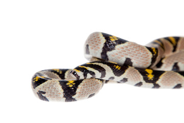 Fototapeta premium Mandarin Rat Snake isolated on white background.