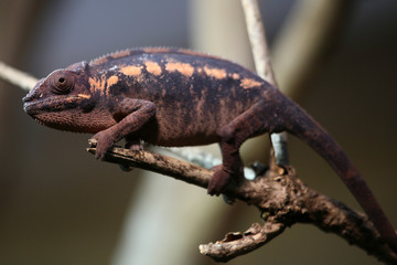 Chamaeleon