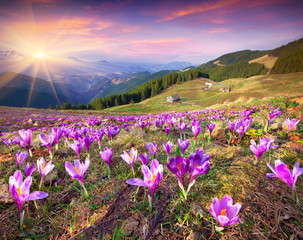Blossom of crocuses at spring in the mountains