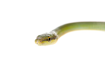 Red-tailed Green Ratsnake on the white background