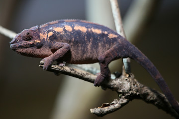 Chamaeleon