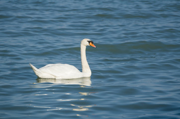Obraz premium Mute Swan on the Lake