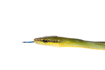 Obraz premium Red-tailed Green Ratsnake on the white background